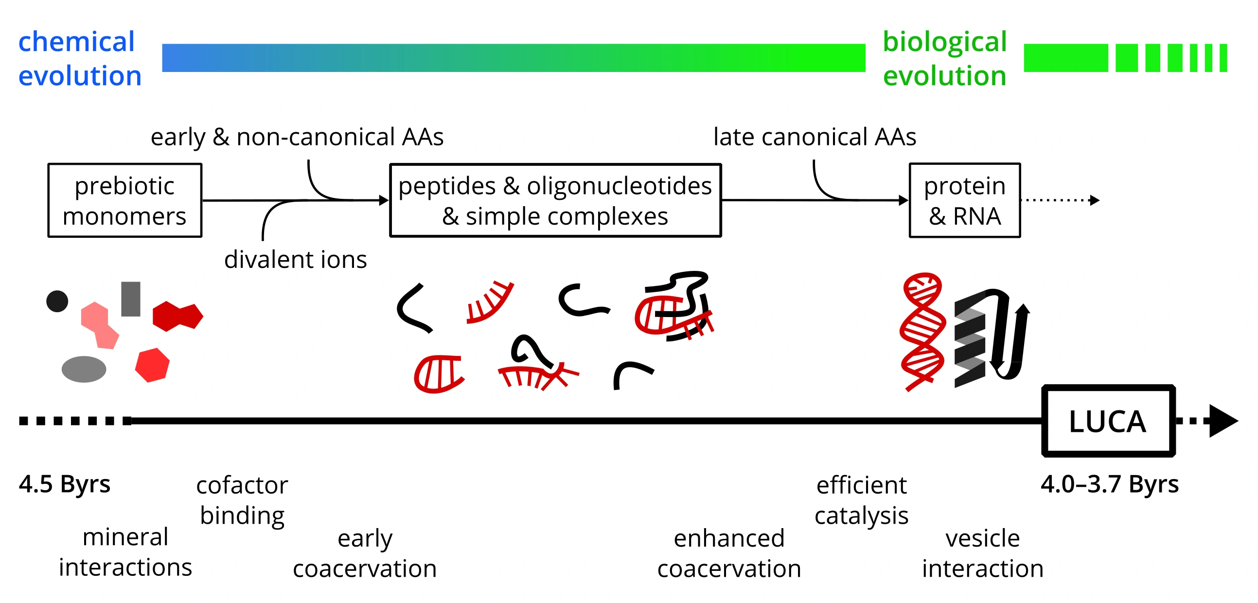 Evolution of protein-RNA interactions